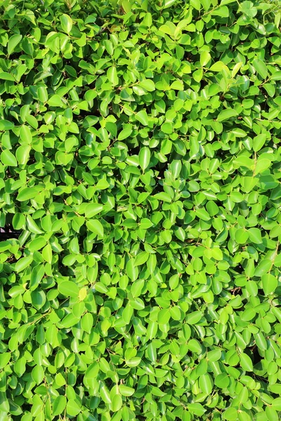 Feuille verte backgrond — Photo