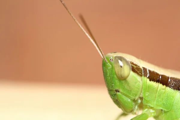 Bug 和小昆虫 — 图库照片
