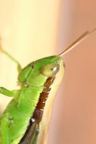 Käfer und kleine Insekten — Stockfoto