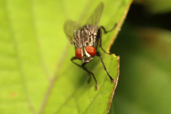 Chyba a malý hmyz — Stock fotografie