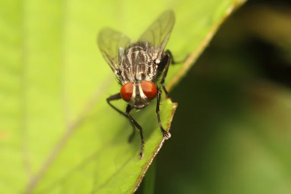 Буг і дрібні комахи — стокове фото