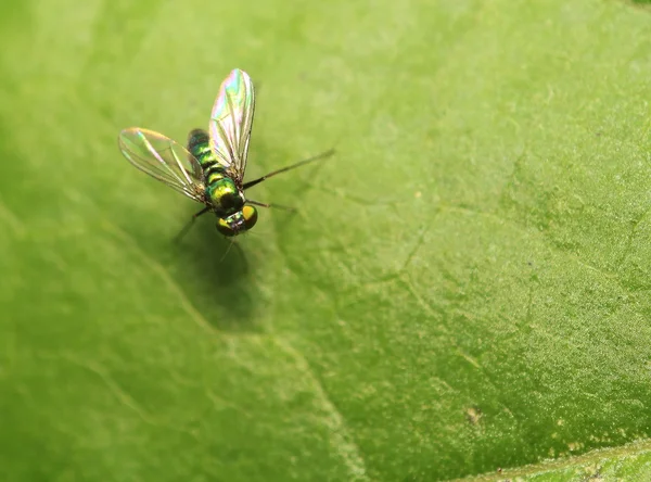 Käfer und kleine Insekten — Stockfoto