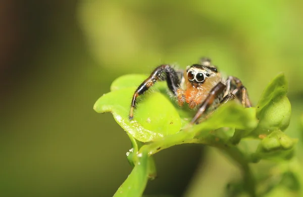 Small jumping spider — Stock Photo, Image