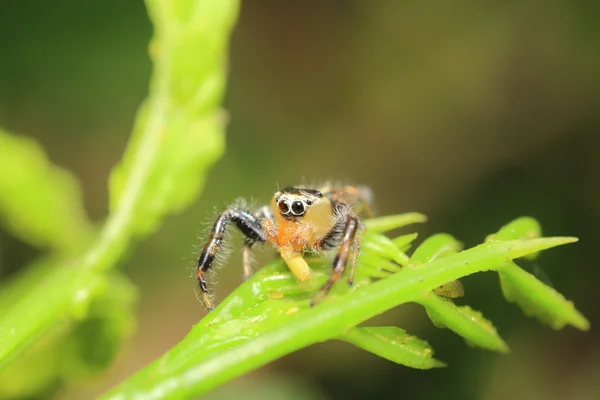 Pequena aranha saltitante — Fotografia de Stock