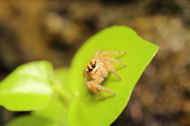 küçük örümcek atlama