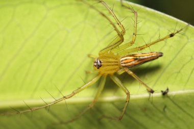 küçük örümcek atlama