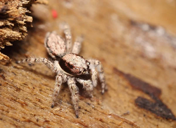 Pequena aranha saltitante — Fotografia de Stock