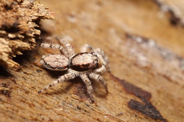 Small jumping spider — Stock Photo, Image