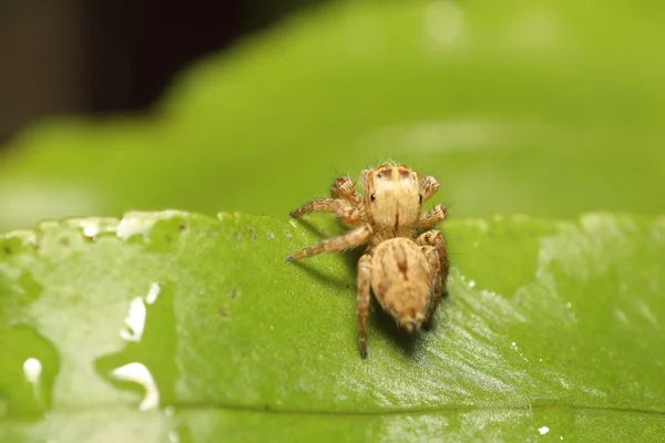 Mały pająk skoków — Zdjęcie stockowe
