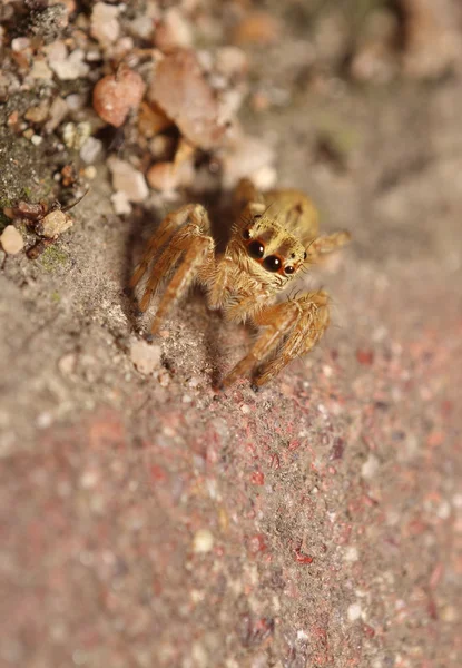 Petite araignée sauteuse — Photo