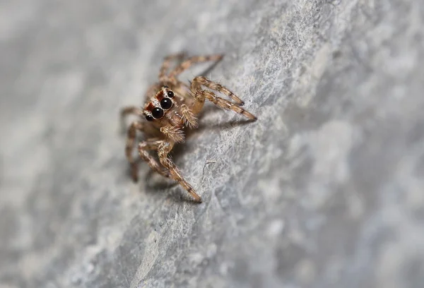 Pequena aranha saltitante — Fotografia de Stock