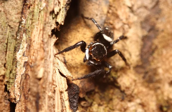 Küçük örümcek atlama — Stok fotoğraf