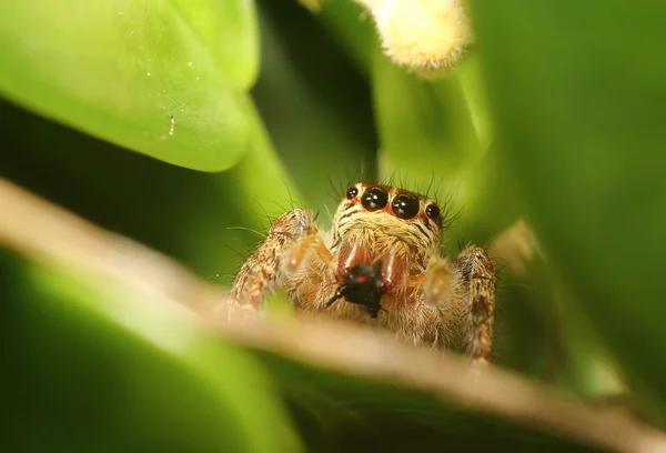 Små Hoppande spindel — Stockfoto