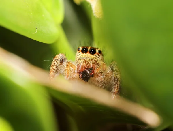 Невеликий стрибки павук д — стокове фото