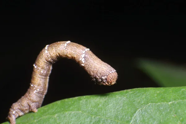 Pequeño insecto en la hoja verde — Foto de Stock