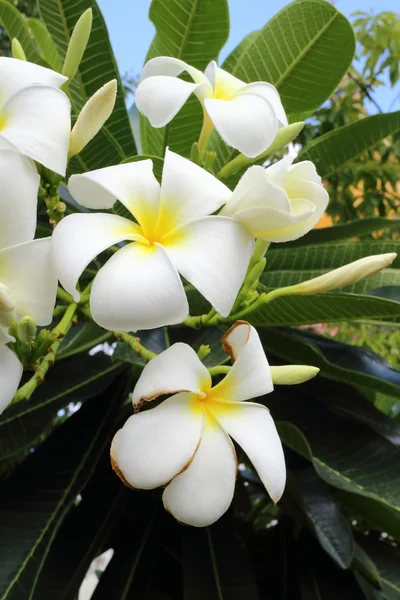 Bloemen van de tempel in Thailand tempel — Stockfoto