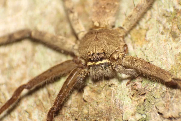 Spinnensprung im thailändischen Wald — Stockfoto