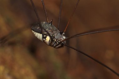 Tayland ormandaki örümcek atlama