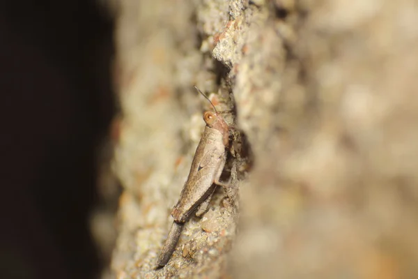 Маленька комаха і жук — стокове фото