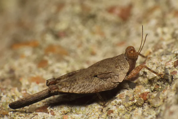 Piccolo insetto e insetto — Foto Stock