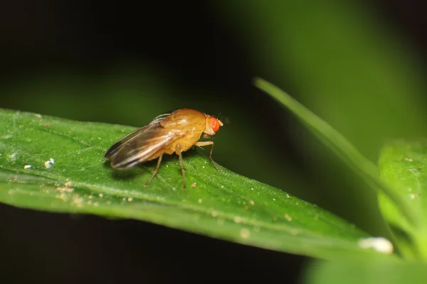 Malý hmyz a bug — Stock fotografie