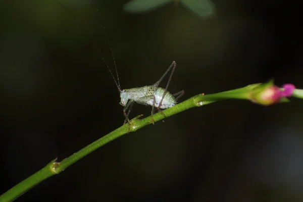 Pequeño insecto e insecto — Foto de Stock