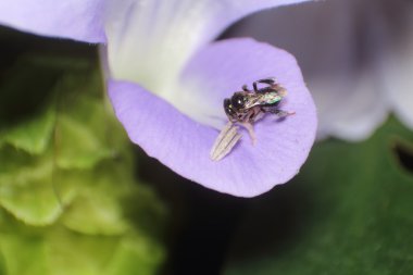 Küçük böcek ve hata