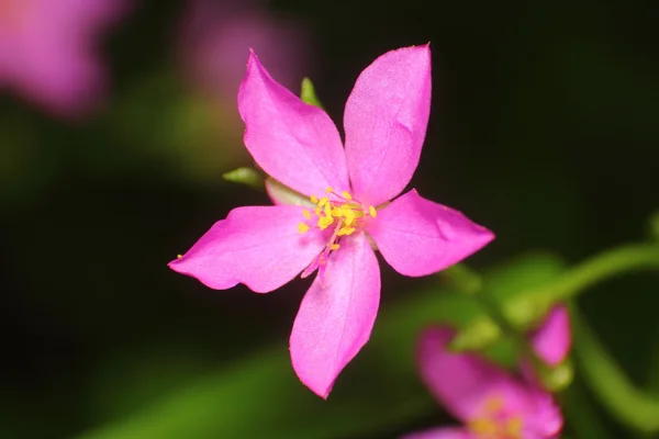 Pequena flor na floresta tropical Tailândia — Fotografia de Stock