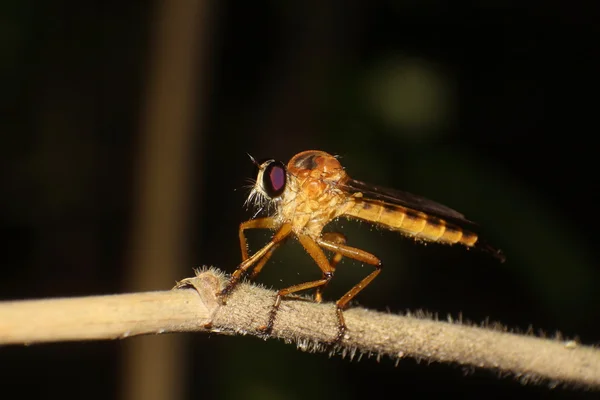 작은 곤충과 벌레 — 스톡 사진