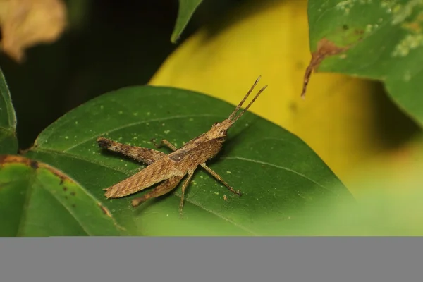 Kleine Insekten und Käfer — Stockfoto