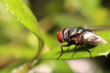 Küçük böcek ve hata