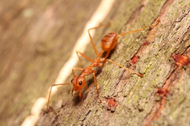 Küçük böcek ve hata