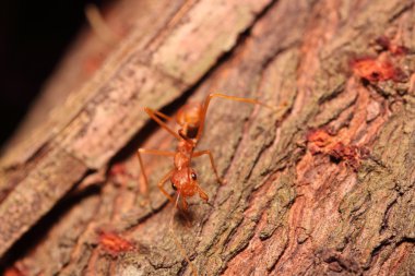 Küçük böcek ve hata