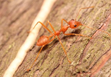 Küçük böcek ve hata