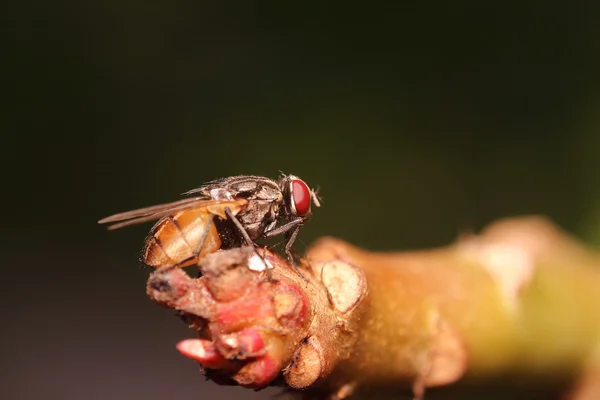 Malý hmyz a bug — Stock fotografie