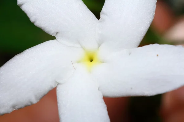 Pequena flor no jardim — Fotografia de Stock