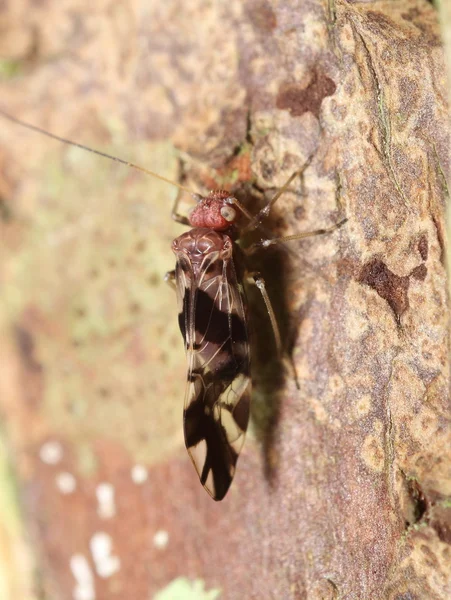 Liten insekt och bugg — Stockfoto