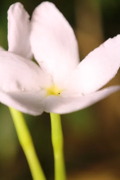 Pequena flor no jardim — Fotografia de Stock