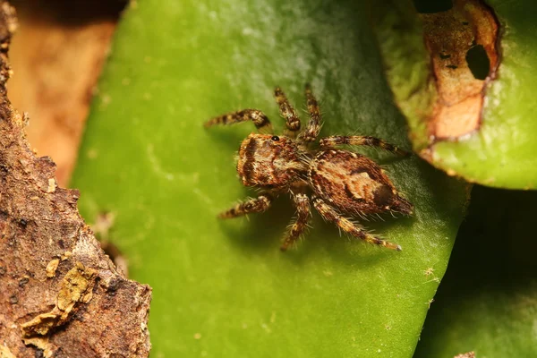 Jumping spider in garden — Stock Photo, Image