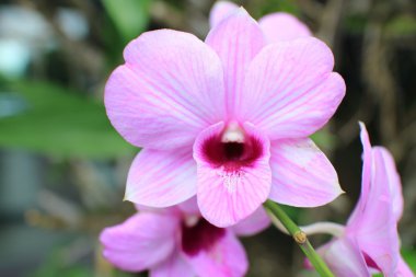 Orkide çiçek çiçek