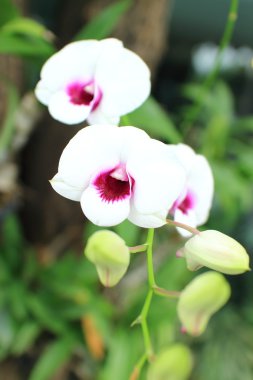 Orkide çiçek çiçek