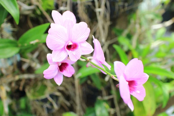 Orchidea kwiat kwitnąć — Zdjęcie stockowe
