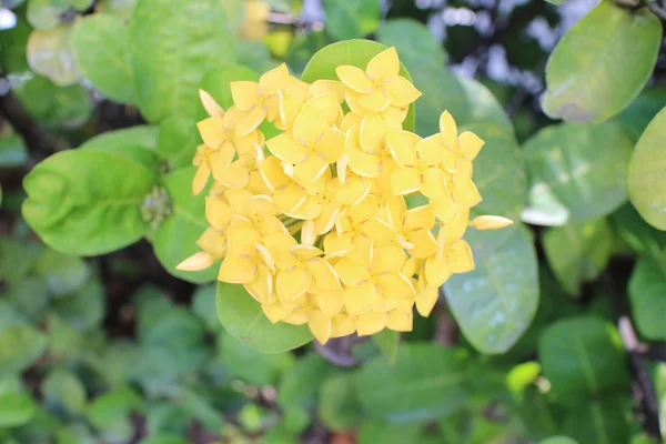 Forest flower in rain season — Stock Photo, Image