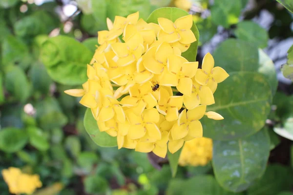 雨の季節に森の花 — ストック写真