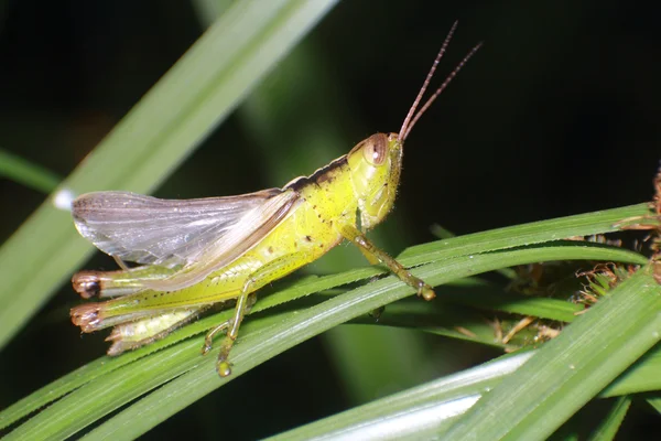 Liten bugg och insekter i trädgården — Stockfoto