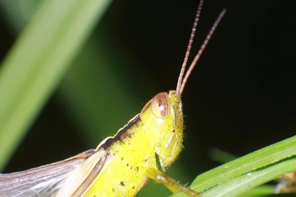 Small bug and insect in the garden — Stock Photo, Image