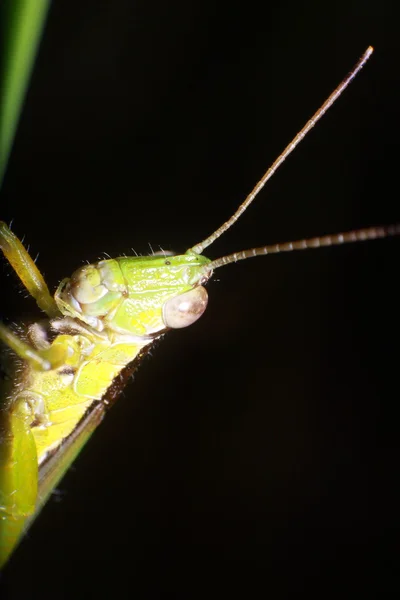 Liten bugg och insekter i trädgården — Stockfoto