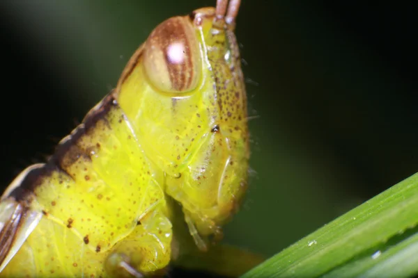 Маленький жук и насекомое в саду — стоковое фото