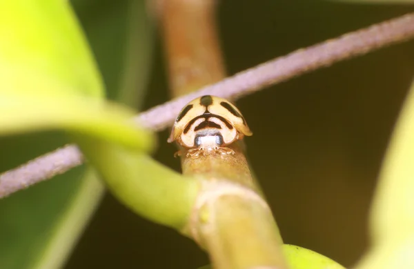 Small bug and insect in the garden — Stock Photo, Image