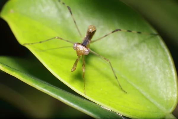 Small bug and insect in the garden — Stock Photo, Image